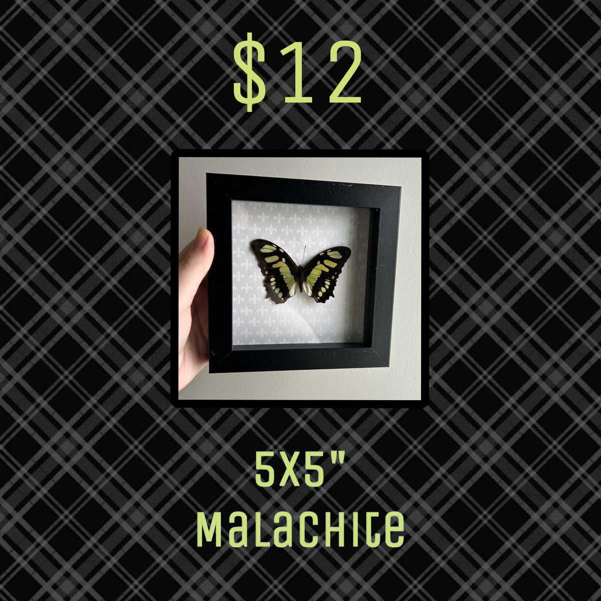 Taxidermy Bundle