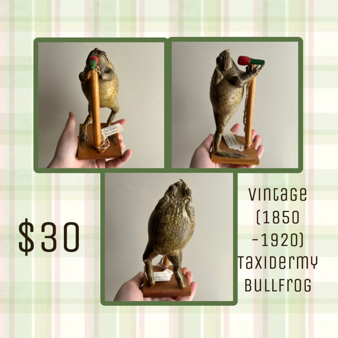 Taxidermy Bundle