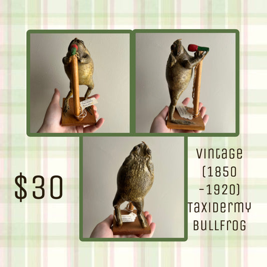Taxidermy Bundle