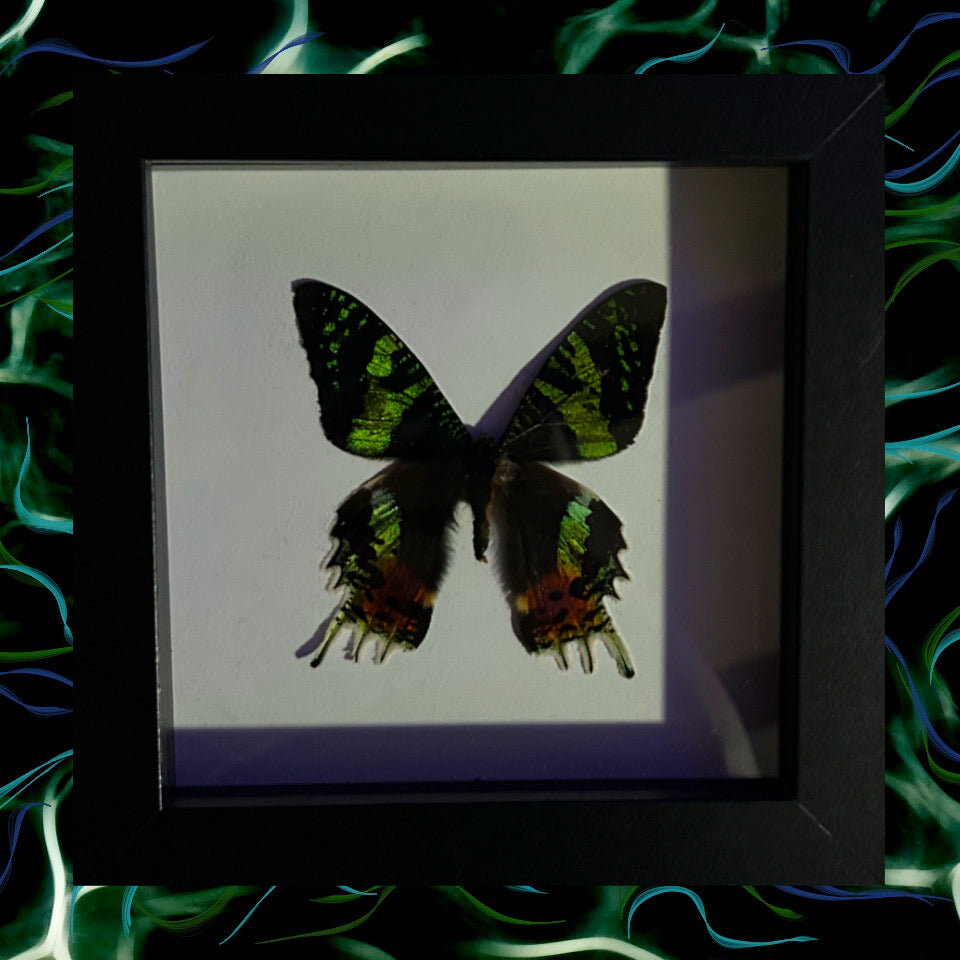 Madagascar Sunset Moth