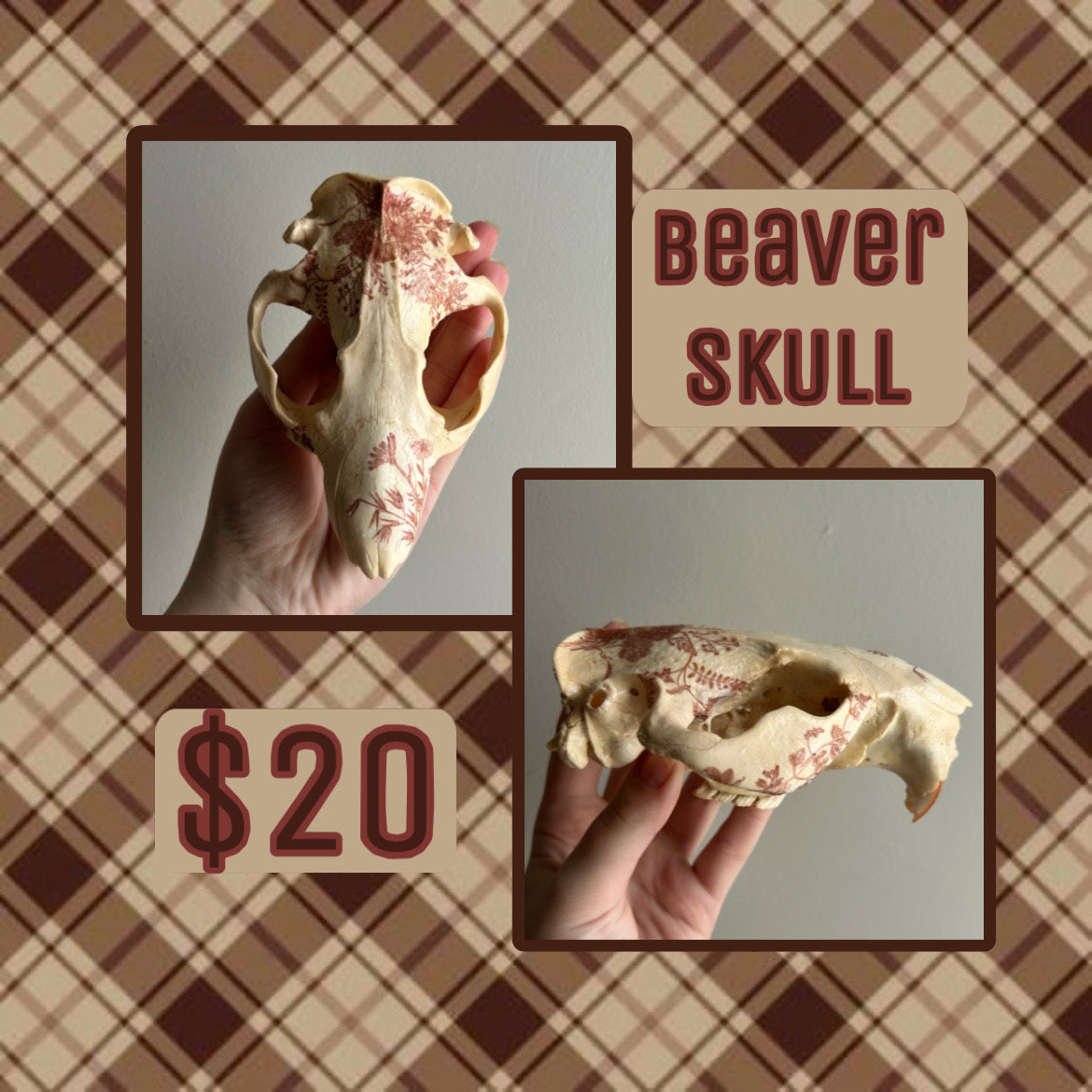 Taxidermy Bundle
