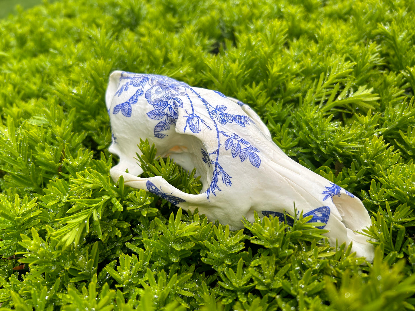 Blue Floral Coyote Skull