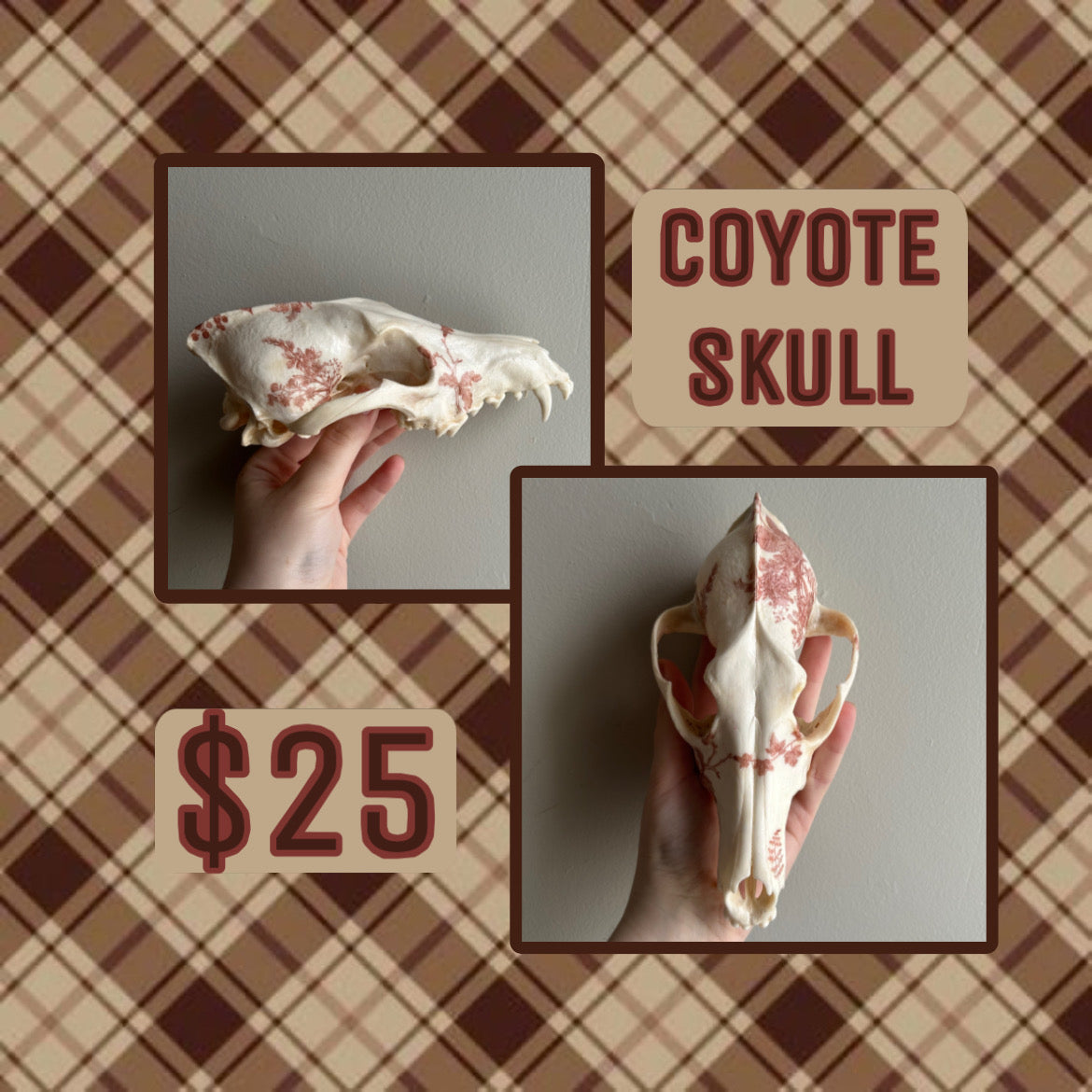 Taxidermy Bundle