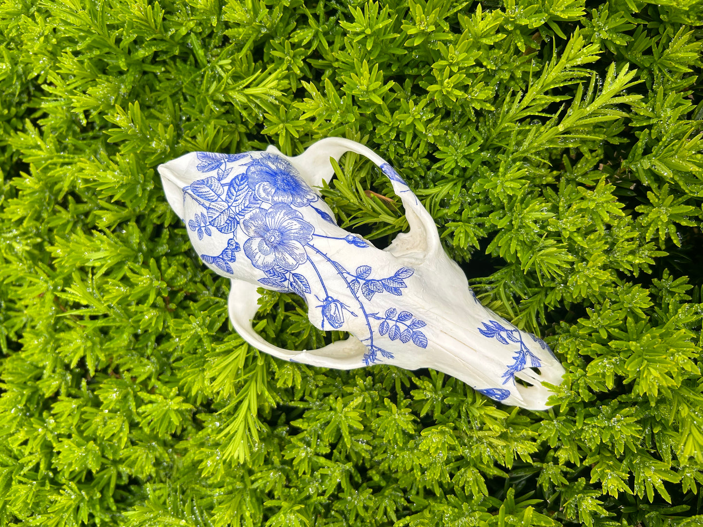 Blue Floral Coyote Skull