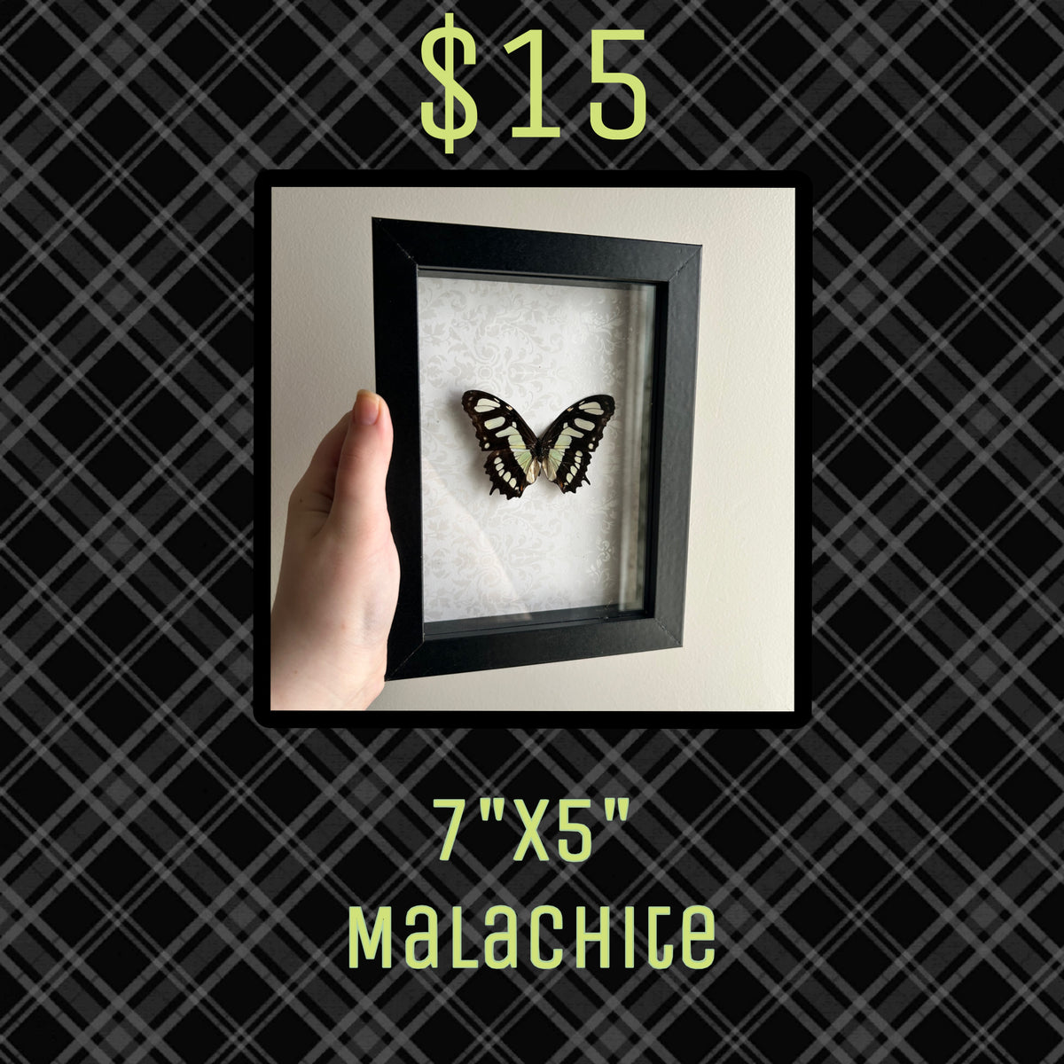 Taxidermy Bundle