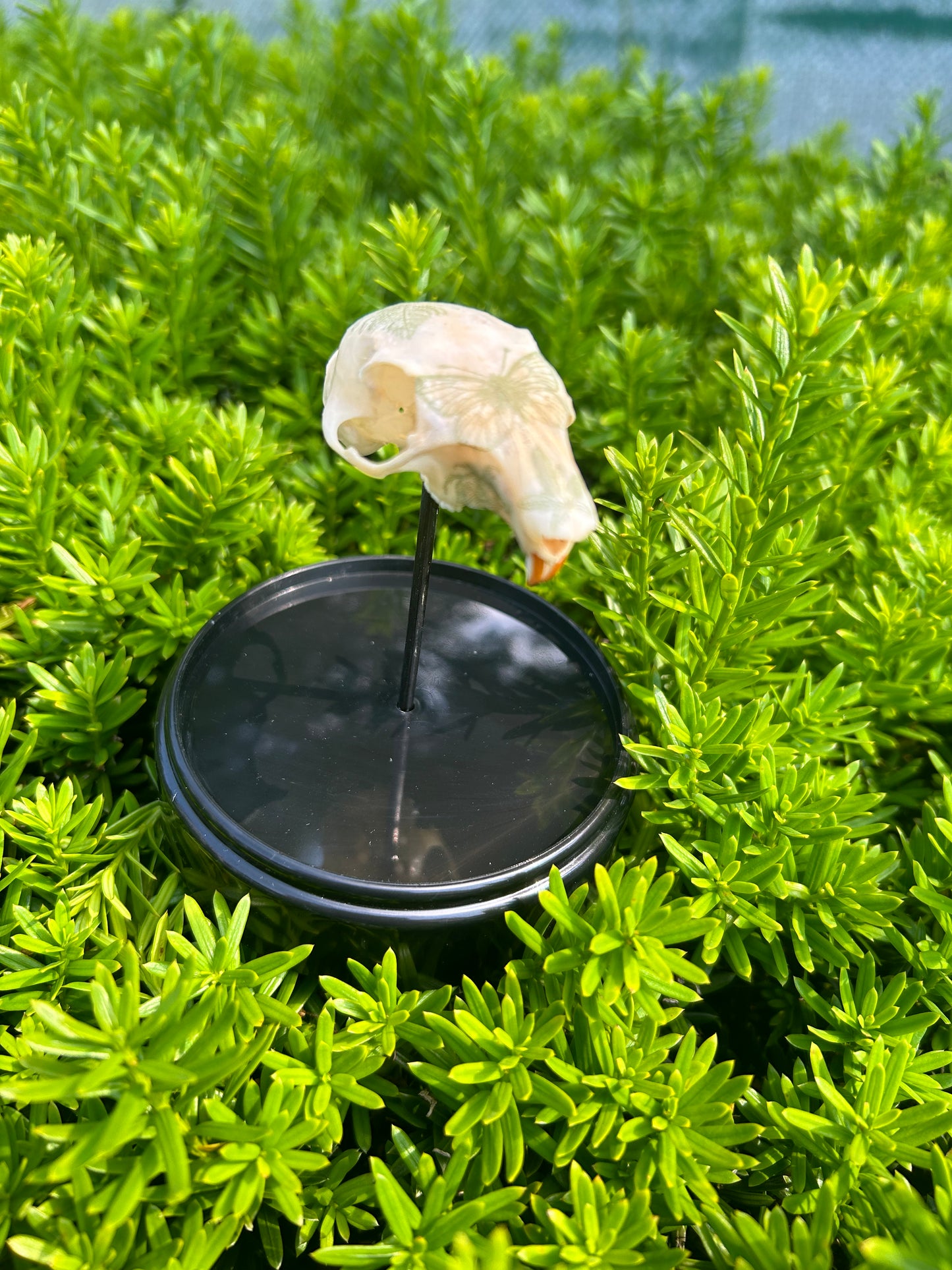 Grey Squirrel Skull