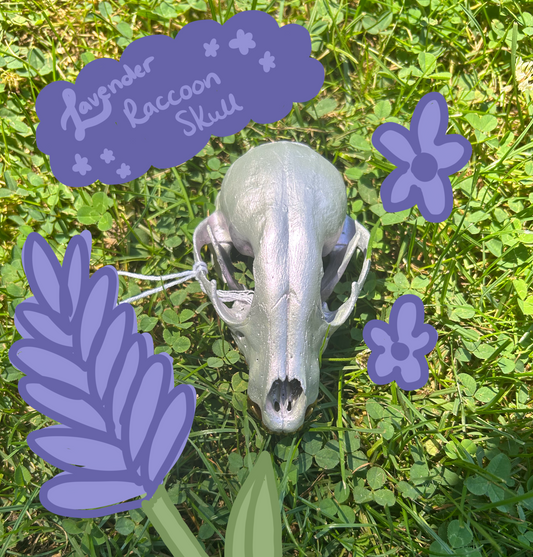 Lavender Raccoon Skull